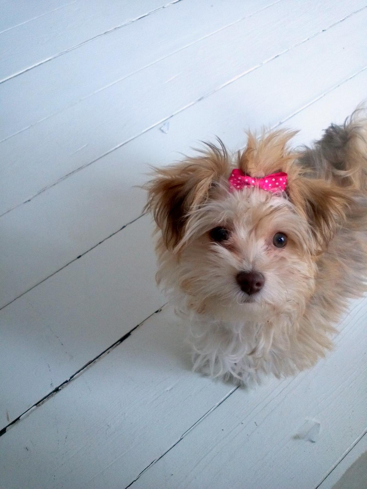 Bichon havanais Molly billede 4