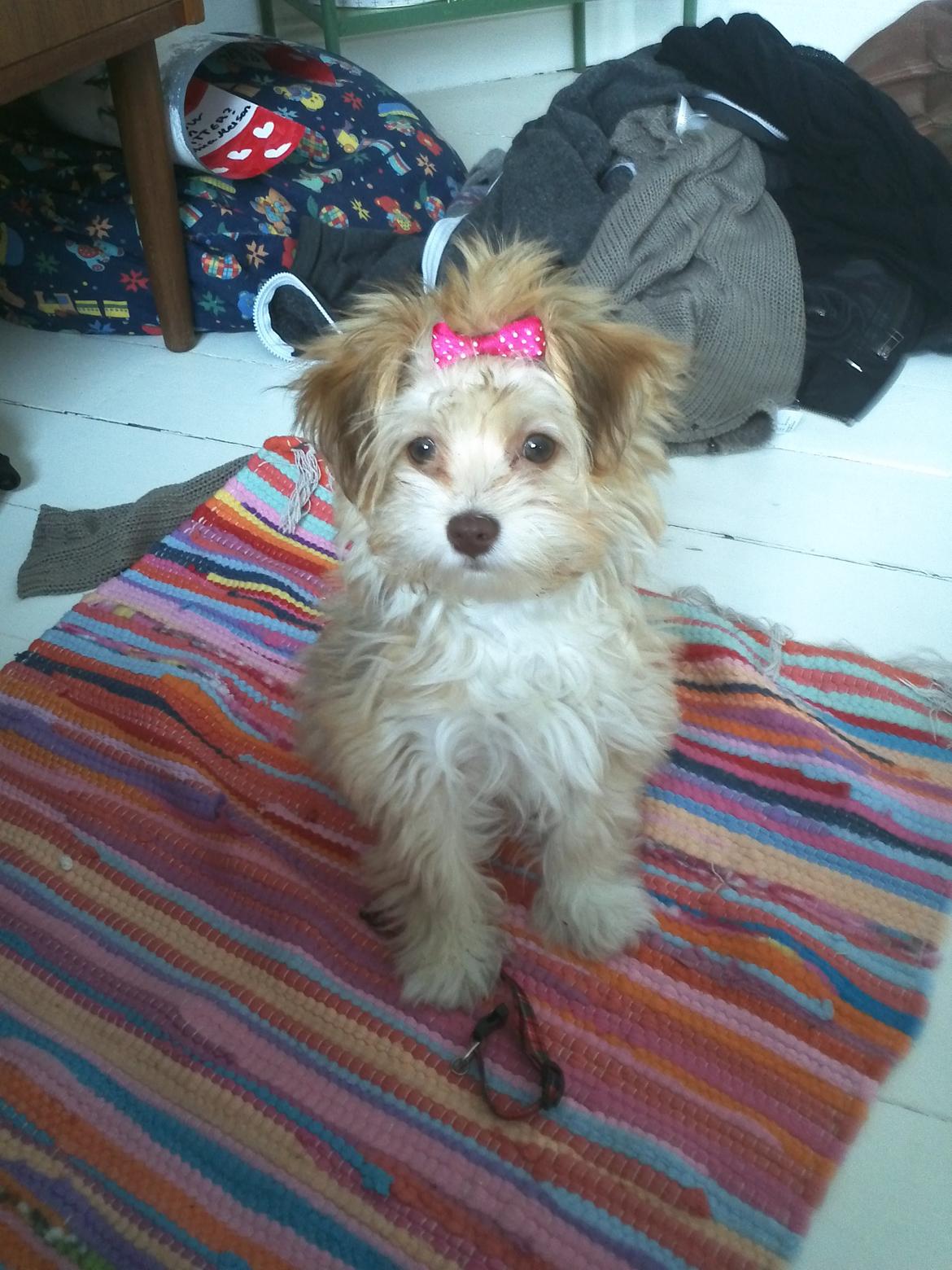 Bichon havanais Molly billede 3