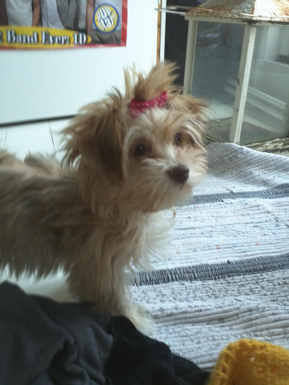 Bichon havanais Molly billede 5