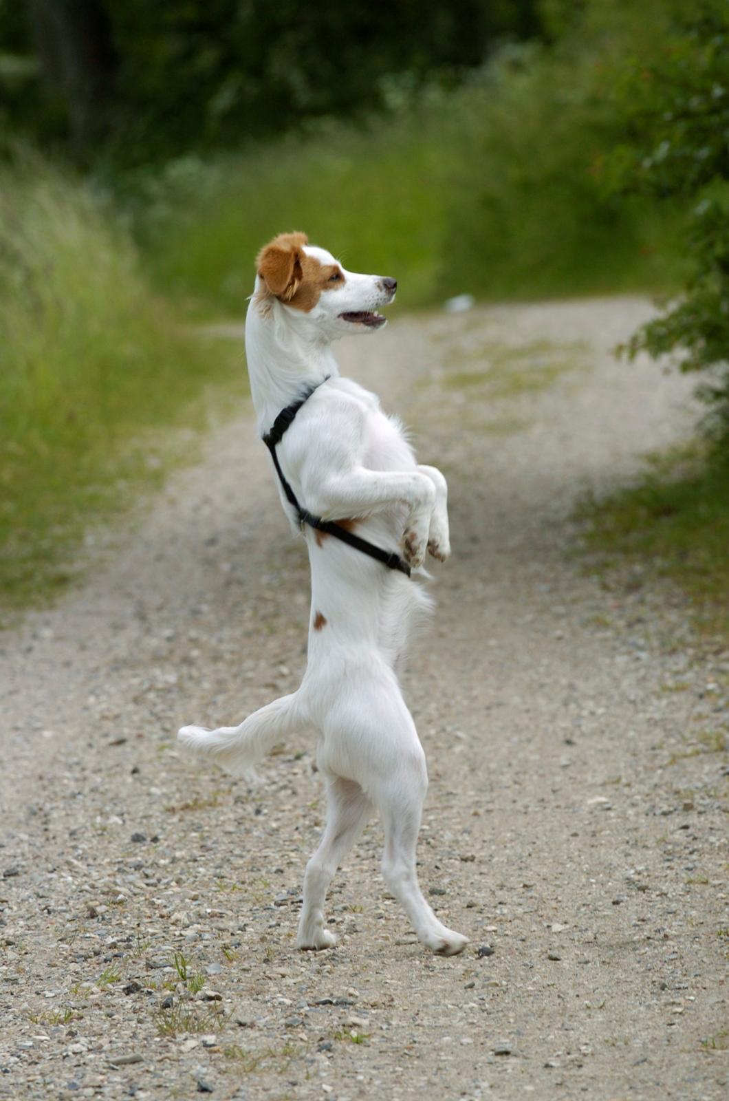 Blanding af racer Bella billede 4