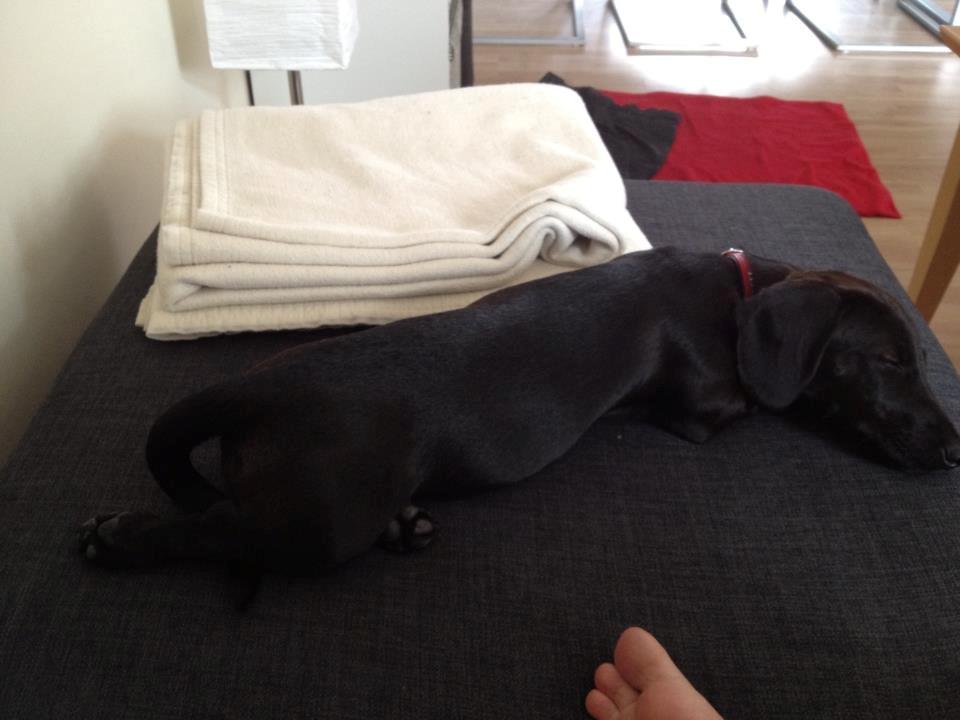 Blanding af racer Mille billede 3