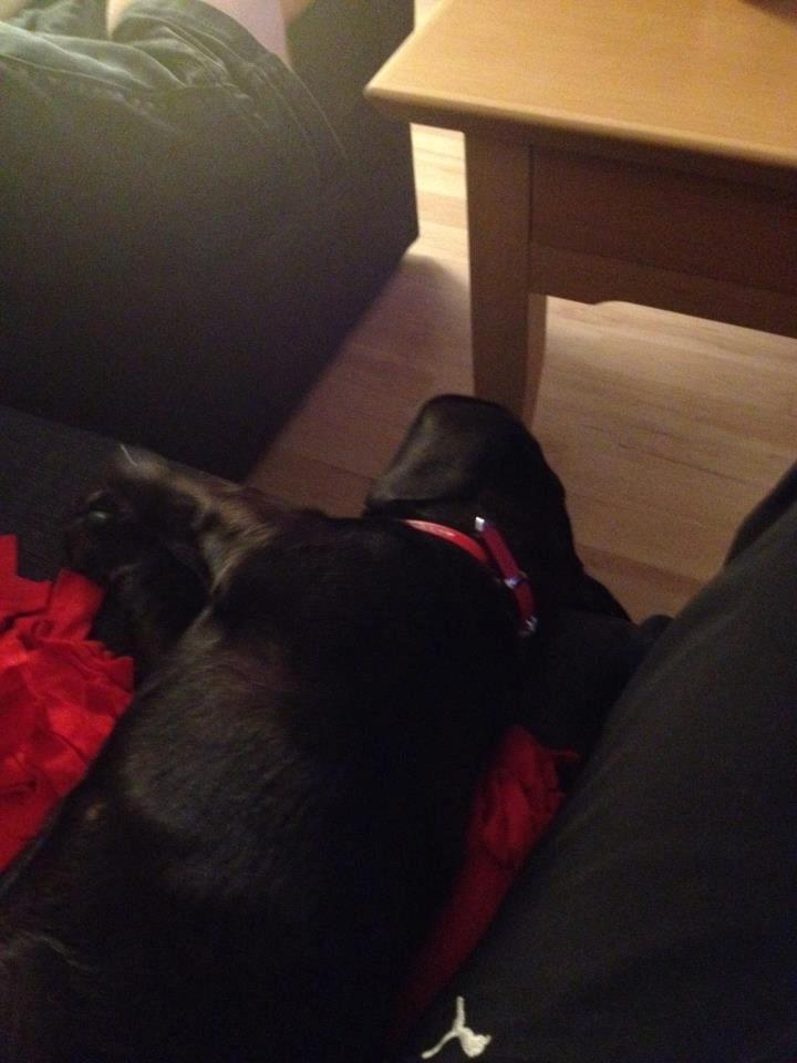 Blanding af racer Mille billede 5