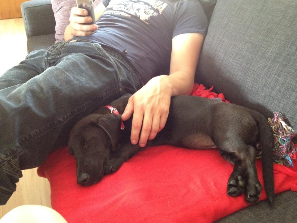 Blanding af racer Mille billede 6