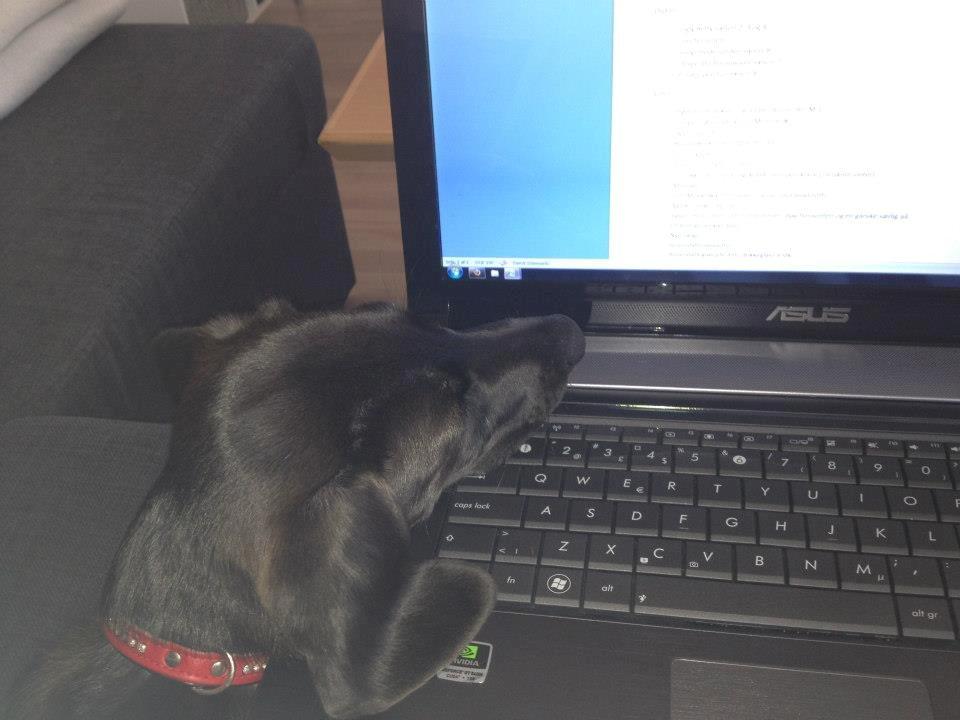 Blanding af racer Mille billede 7