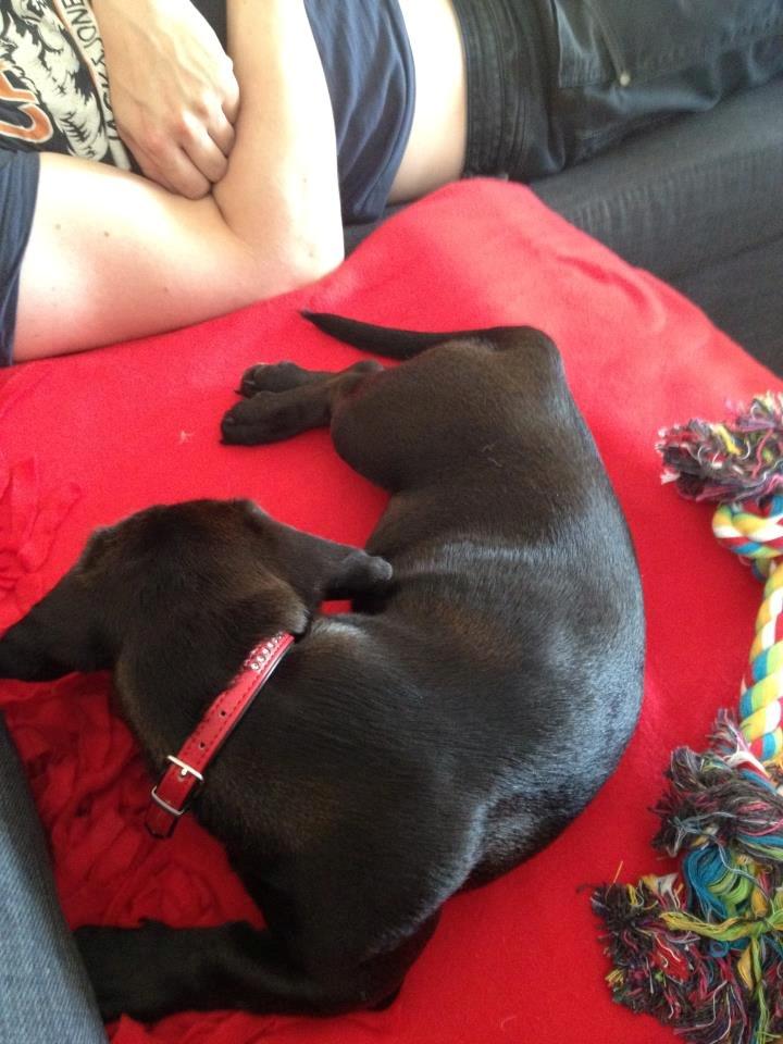 Blanding af racer Mille billede 8