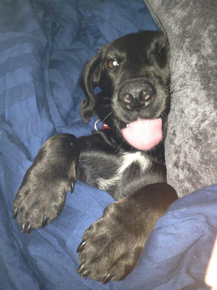 Blanding af racer Mille billede 9