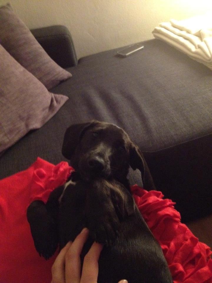 Blanding af racer Mille billede 10