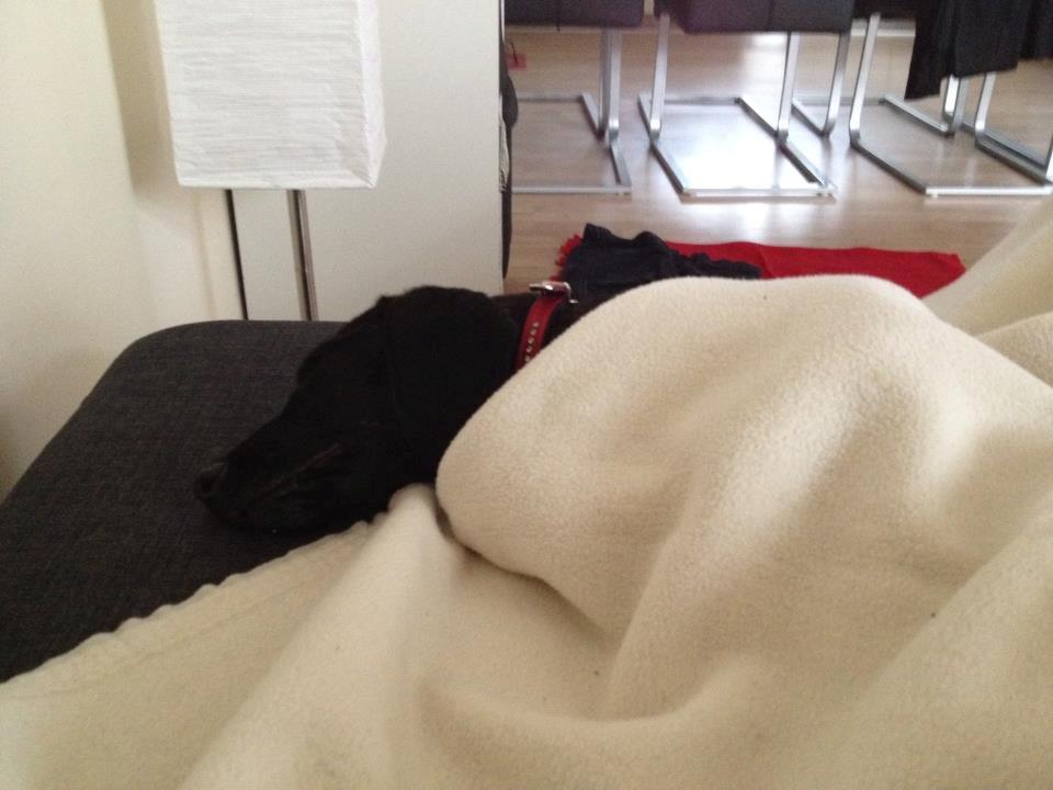 Blanding af racer Mille billede 14