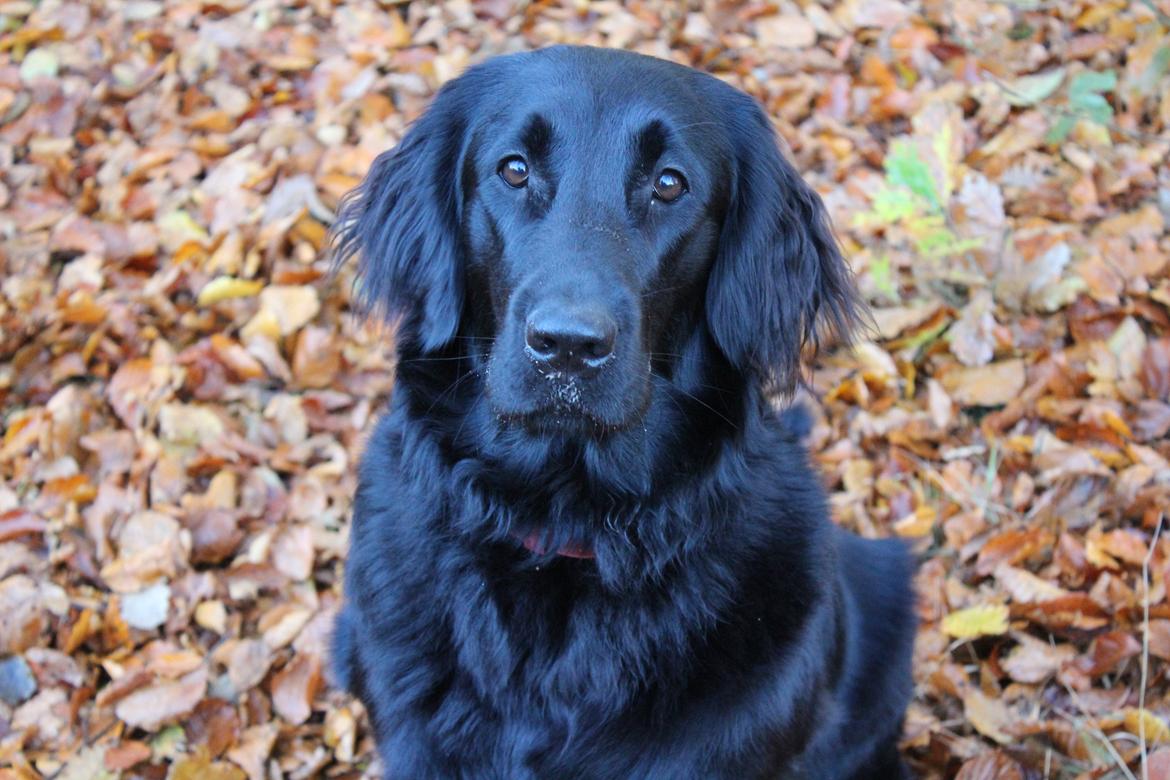 Flat coated retriever Lea billede 6