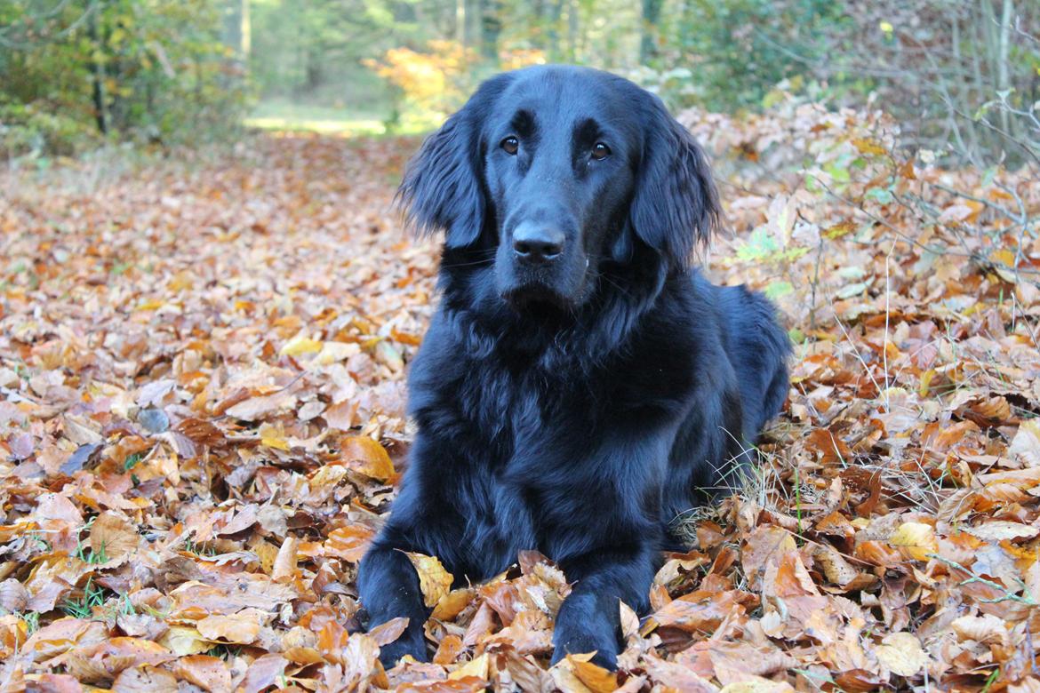 Flat coated retriever Lea billede 1