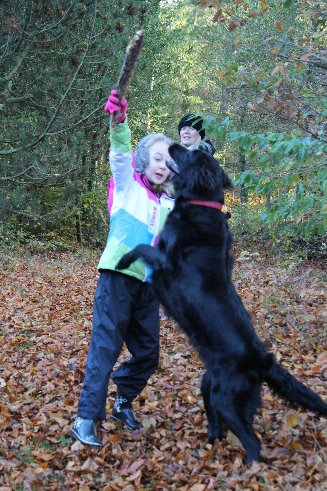 Flat coated retriever Lea - Emma og Lea billede 5