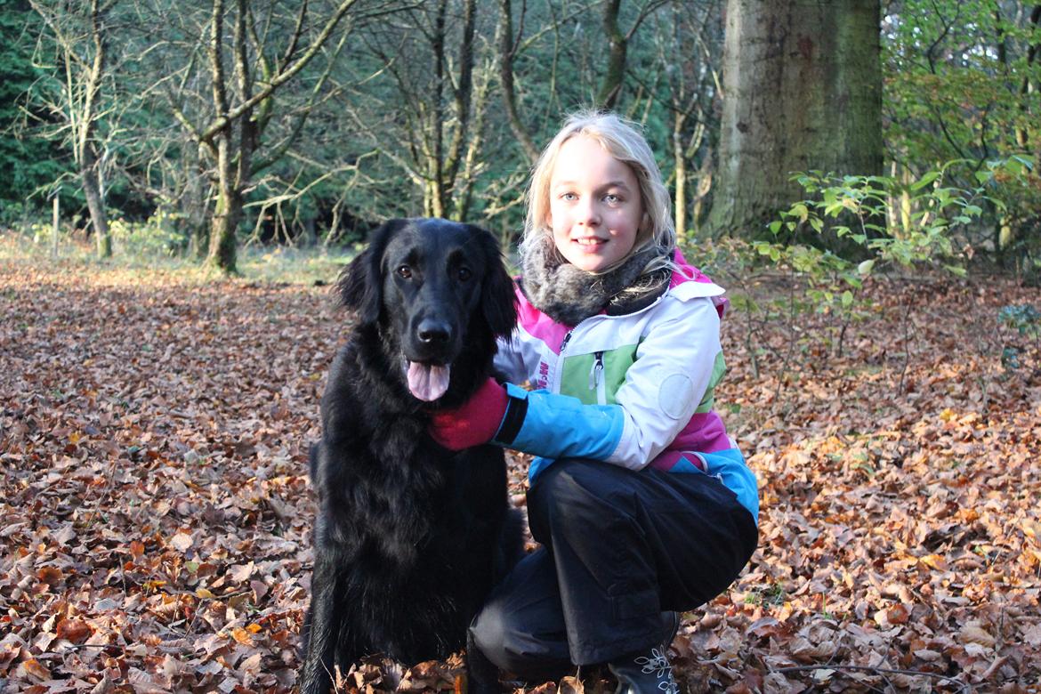 Flat coated retriever Lea - Emma og Lea billede 7