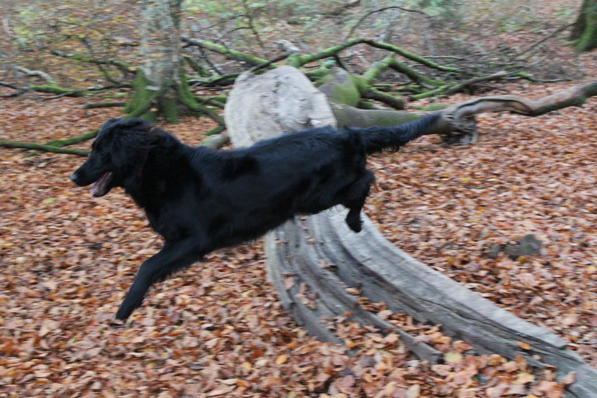 Flat coated retriever Lea billede 8