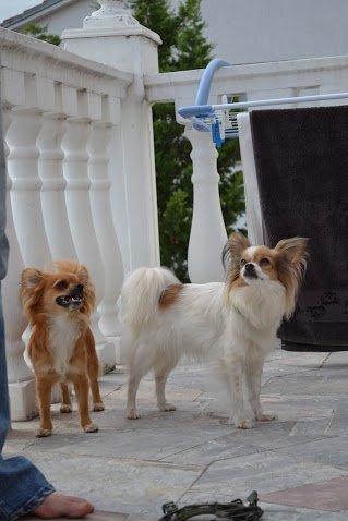 Blanding af racer Tali - Med på ferie. Tali med sin datter Aiko Juli 2012 billede 15