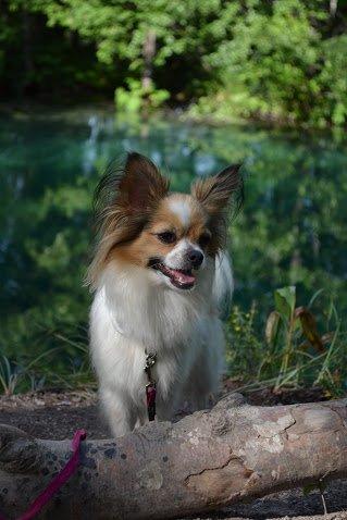 Blanding af racer Tali - Smukke Tali <3 billede 10