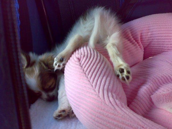 Blanding af racer Tali - På vej hjem fra Stockholm med Tali. Hun er 9 uger og 3 dage. billede 19