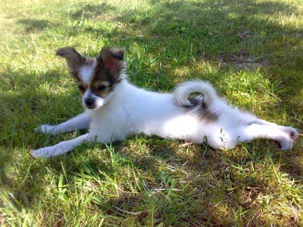 Blanding af racer Tali - Teenager Tali billede 18