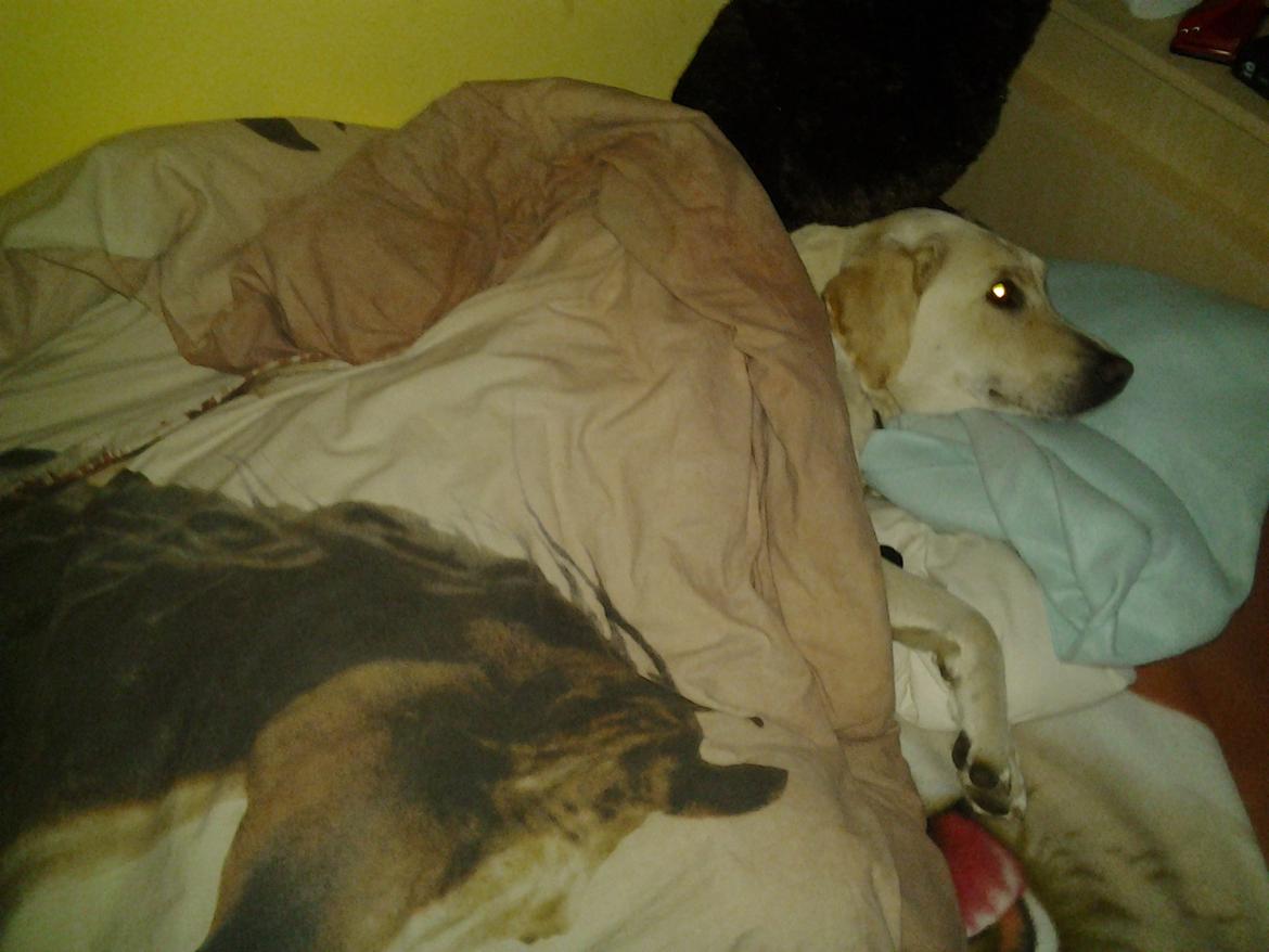 Labrador retriever Freja billede 2