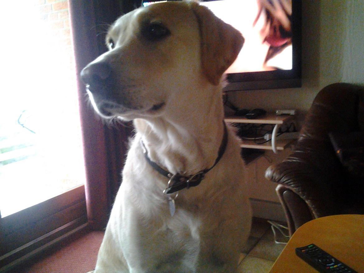 Labrador retriever Freja billede 3