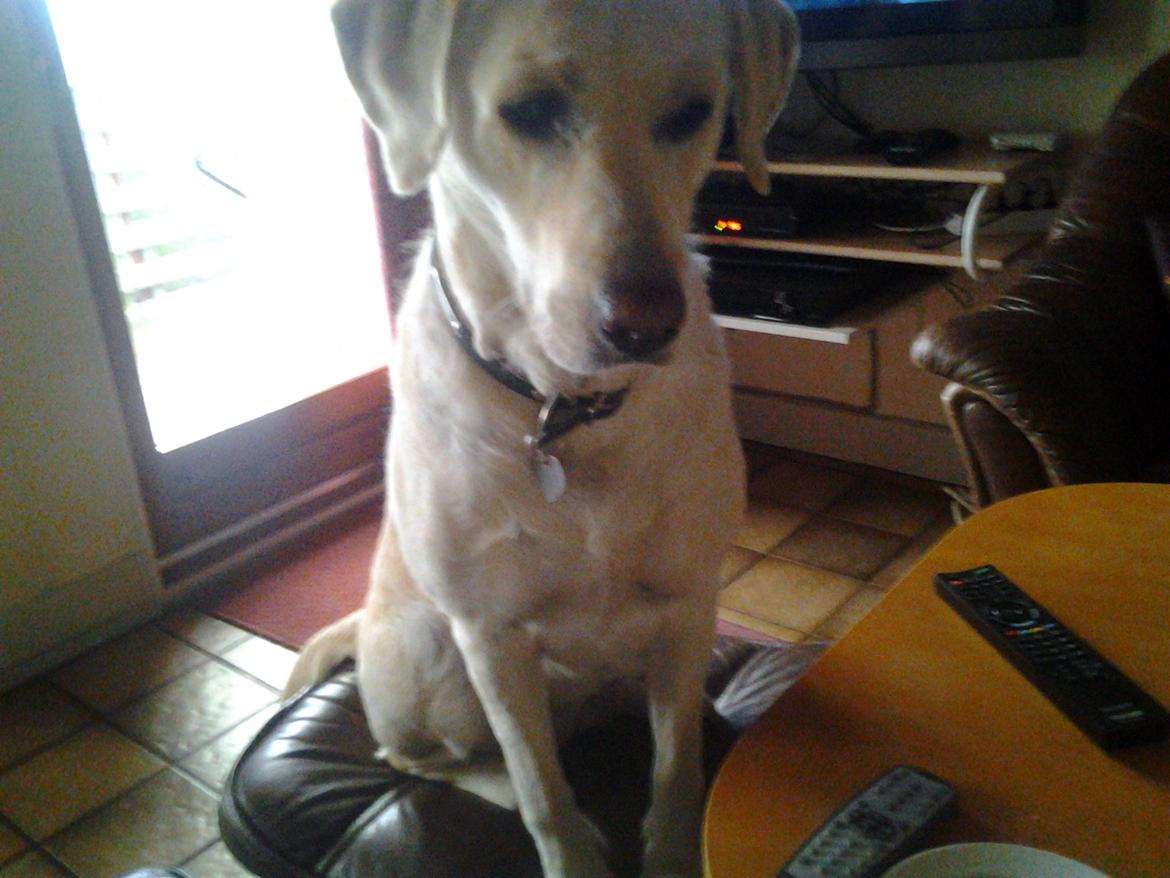 Labrador retriever Freja billede 4