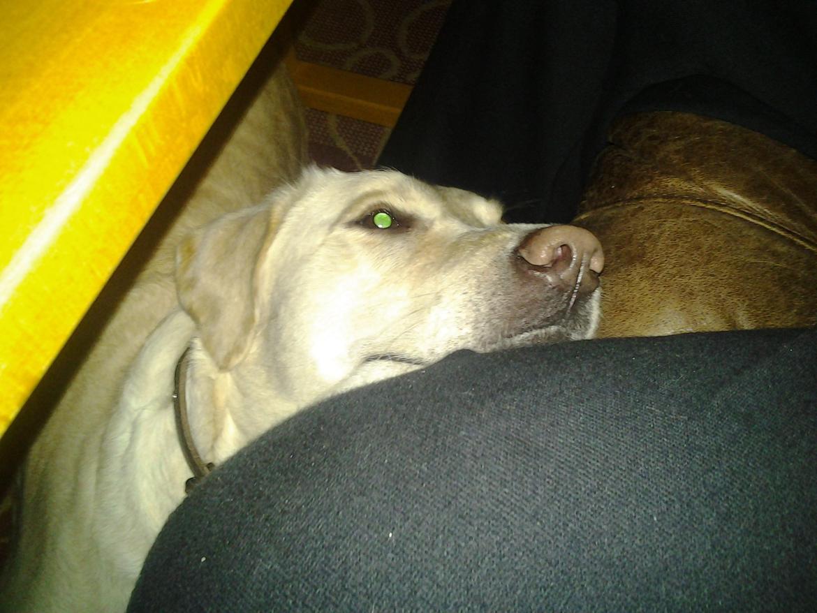 Labrador retriever Freja billede 5