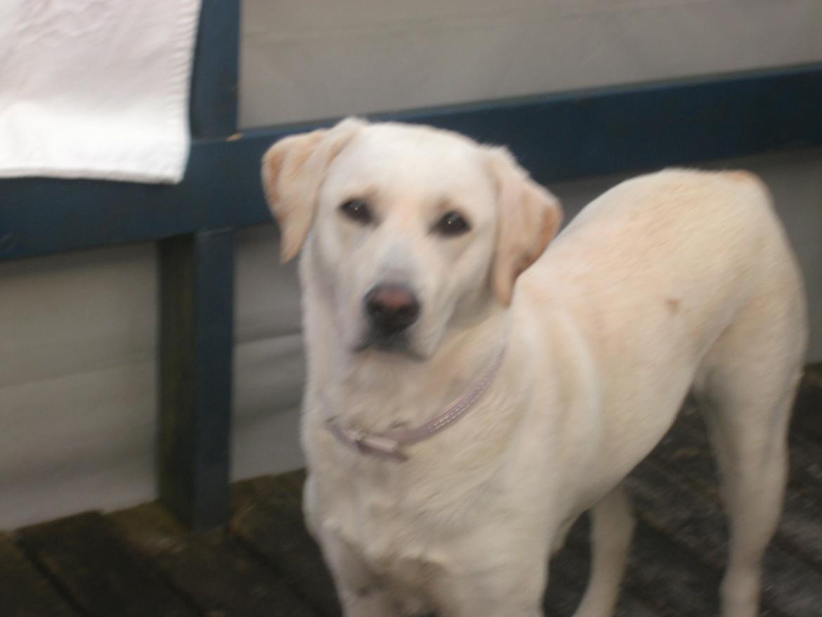 Labrador retriever Freja billede 6