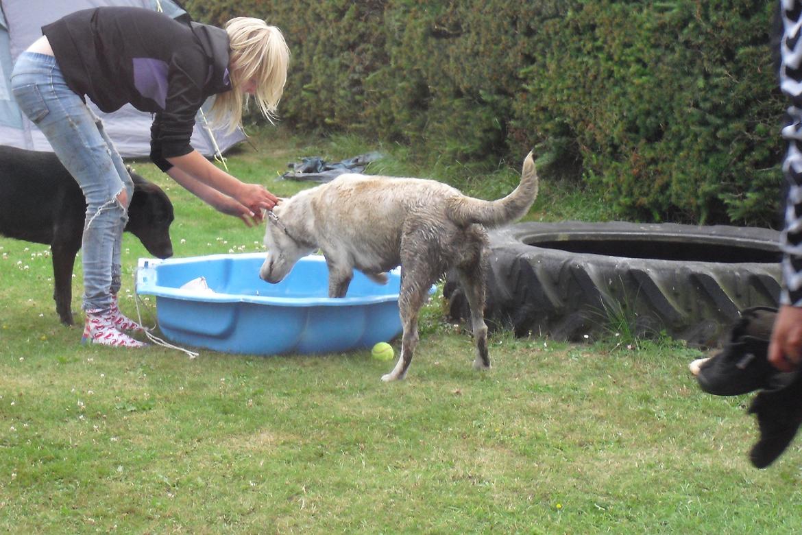 Labrador retriever Freja billede 7