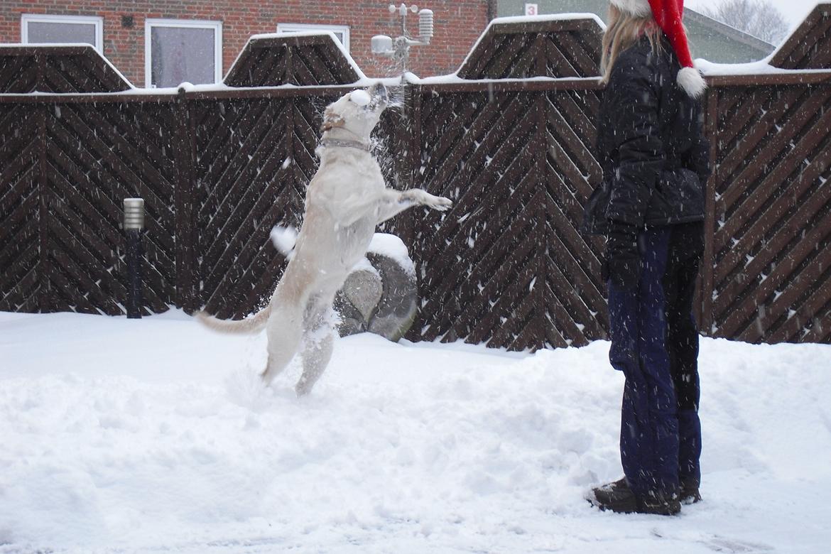 Labrador retriever Freja billede 8