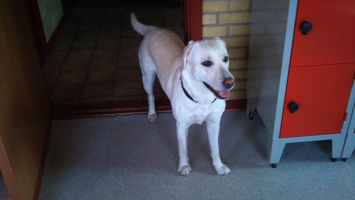 Labrador retriever Freja billede 9
