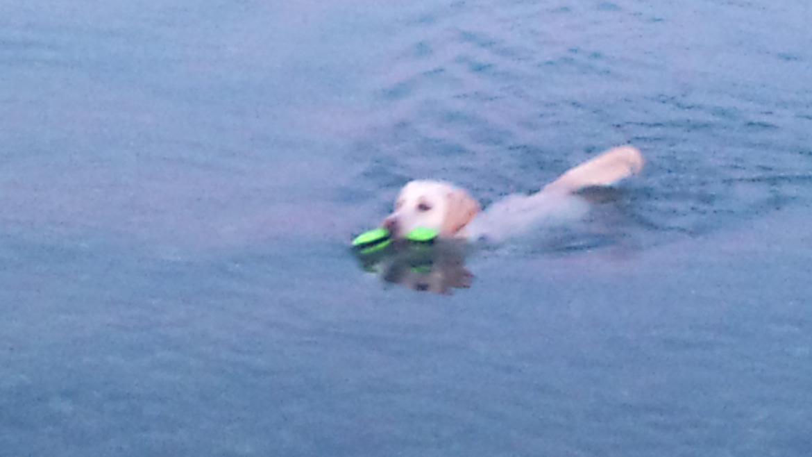 Labrador retriever Freja billede 10