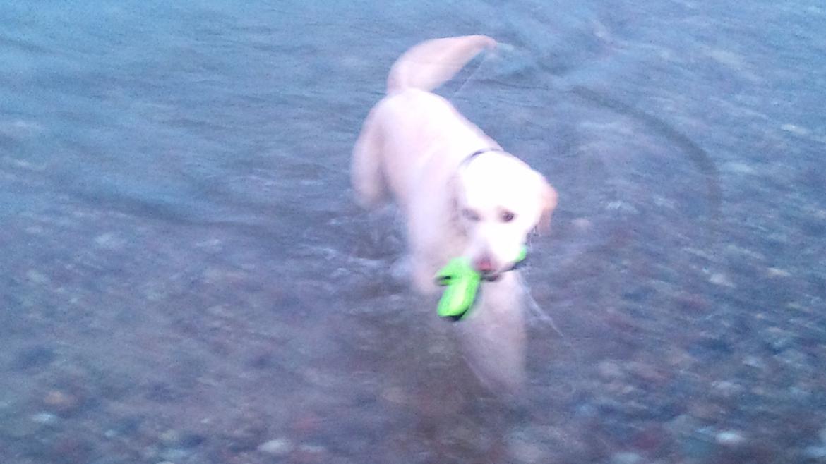 Labrador retriever Freja billede 11