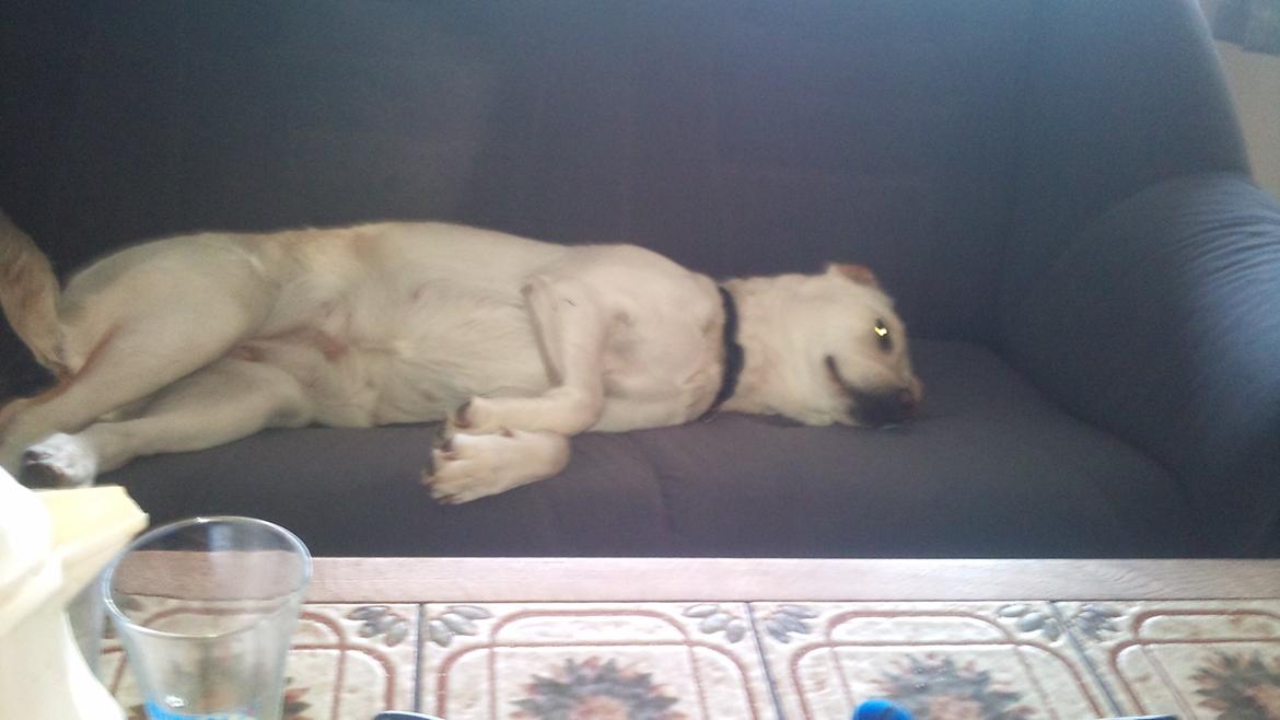 Labrador retriever Freja billede 12