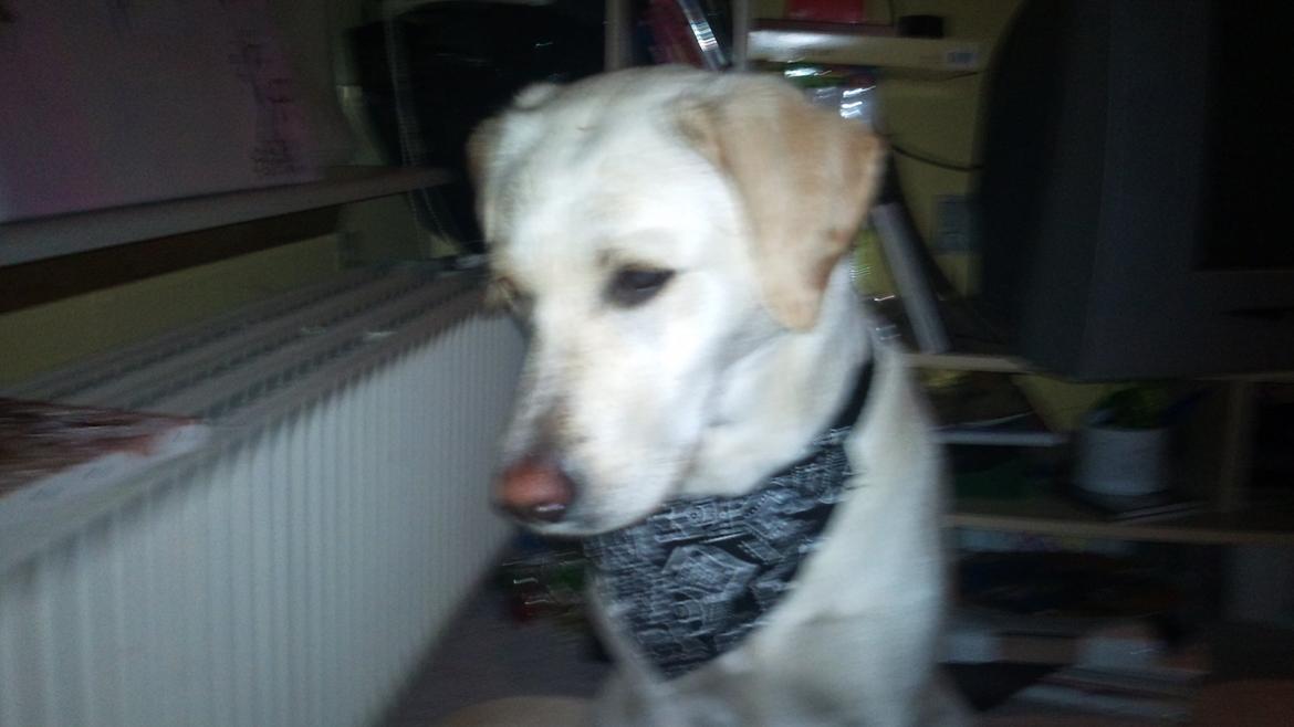 Labrador retriever Freja billede 13