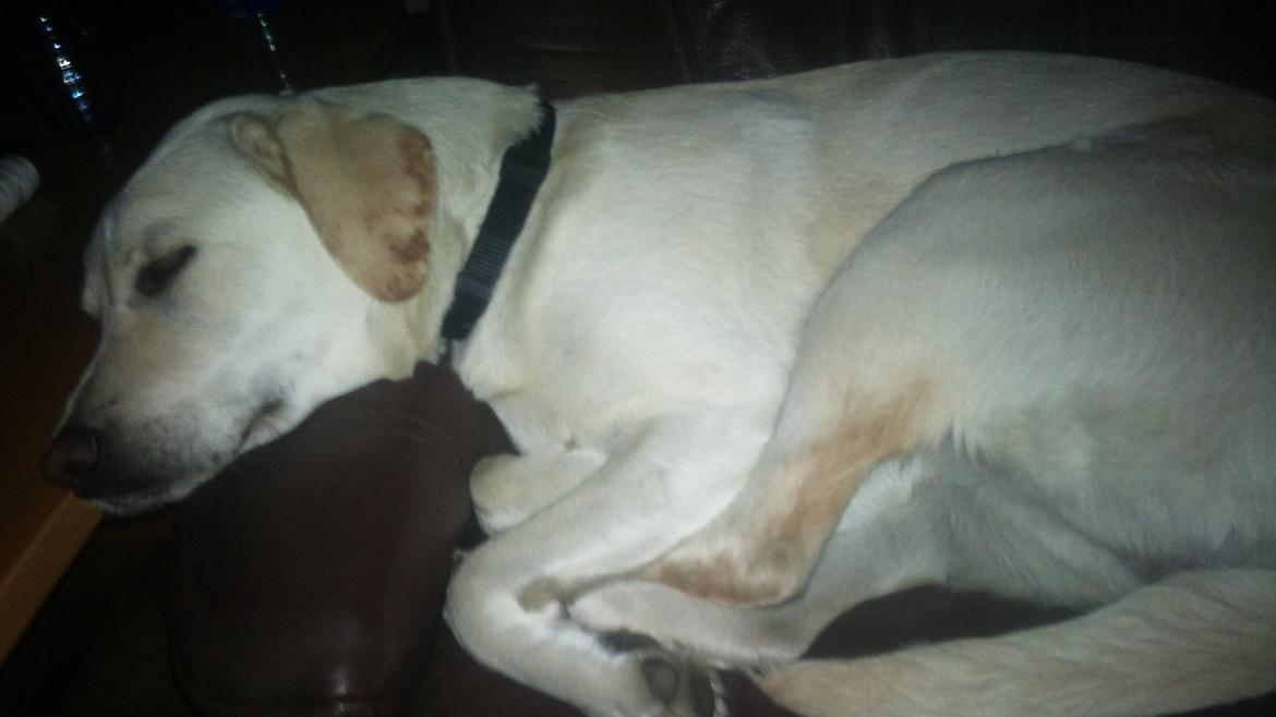 Labrador retriever Freja billede 14