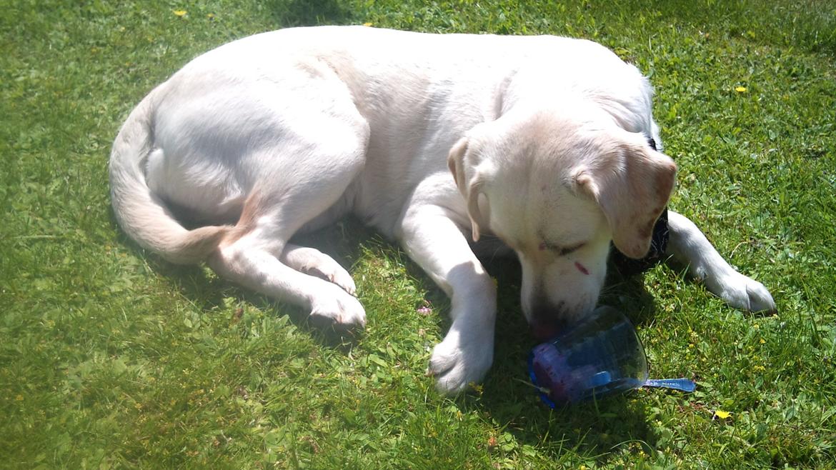 Labrador retriever Freja billede 15