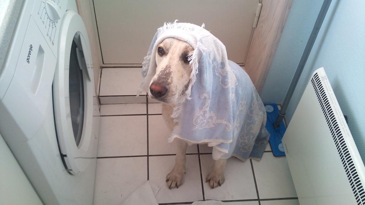 Labrador retriever Freja billede 16