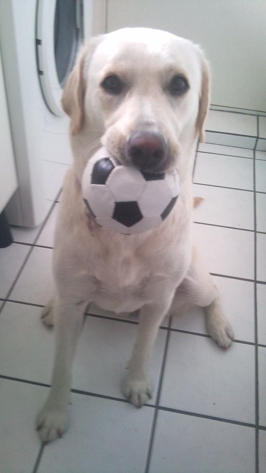 Labrador retriever Freja billede 17