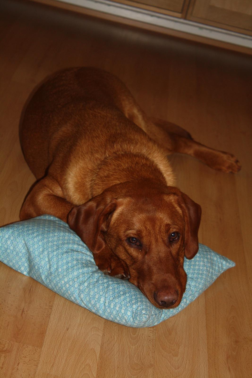 Labrador retriever Bølle - Mageligste hund. billede 2