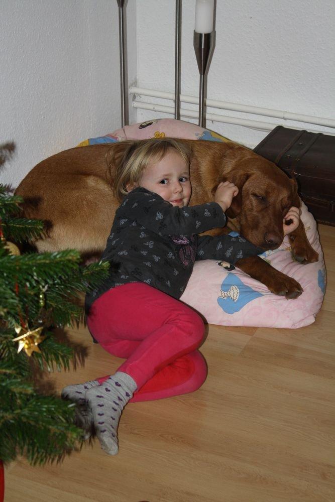 Labrador retriever Bølle - En hyggestund med øre-nulleri. billede 3