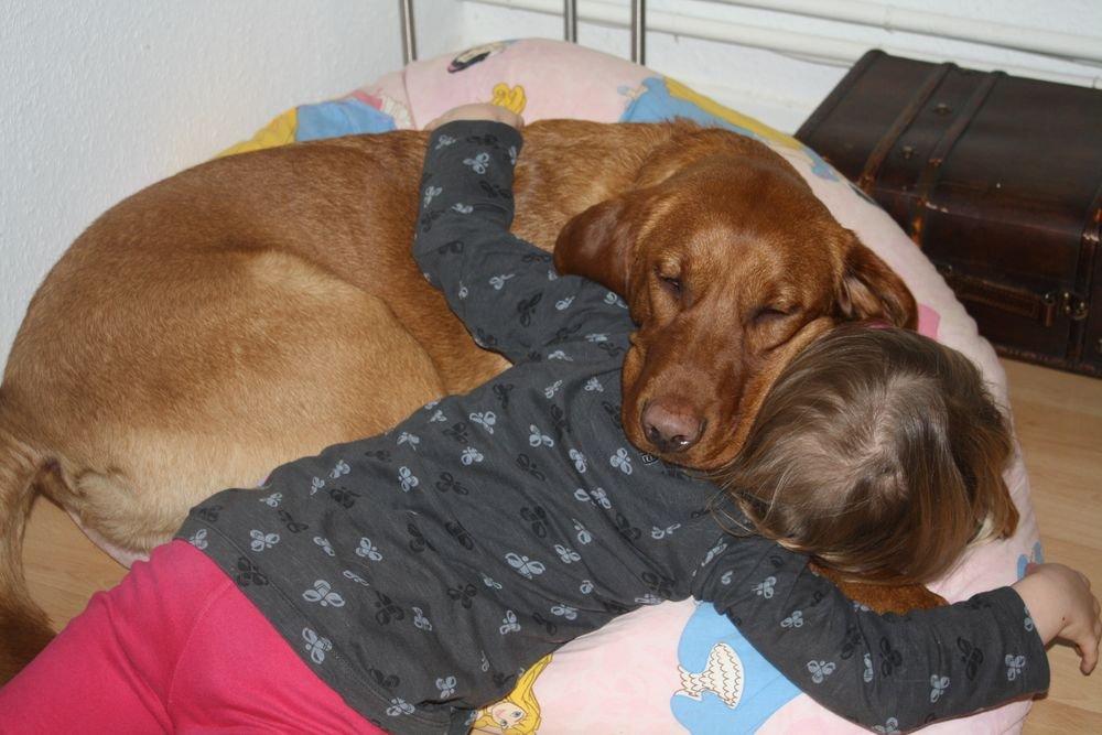 Labrador retriever Bølle billede 4