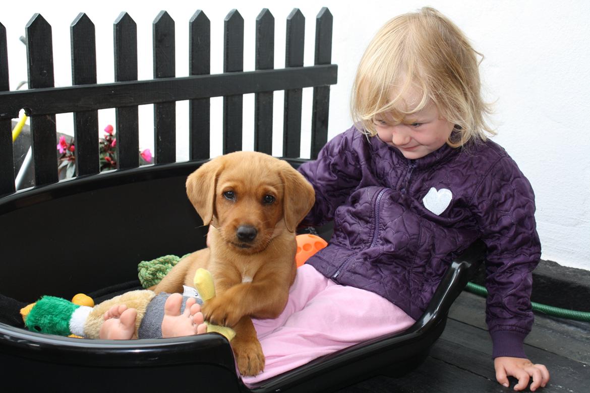 Labrador retriever Bølle - Bølle - ca. 9 uger gammel og næsten lige flyttet ind. billede 10