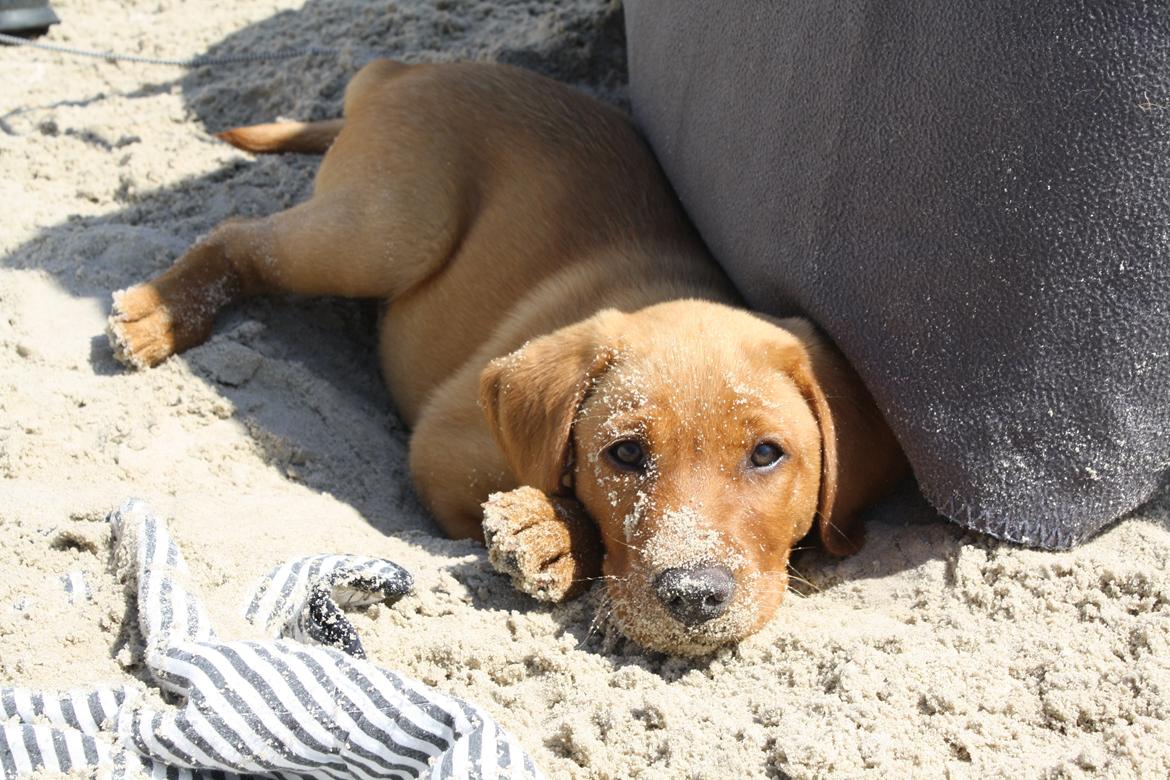 Labrador retriever Bølle - Strandtur - dét var et hit! billede 9