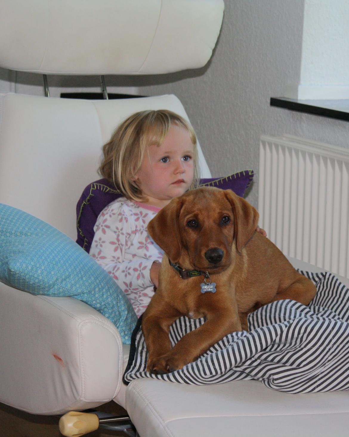 Labrador retriever Bølle - Venner fra starten!!
Her lidt aftens-tv-hygge. billede 8
