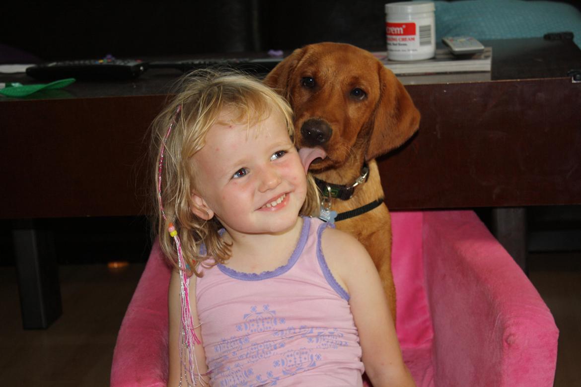 Labrador retriever Bølle - Jeg elsker dig Maya!! billede 7