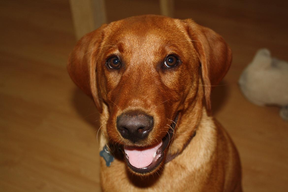 Labrador retriever Bølle - Smilende hund... billede 6