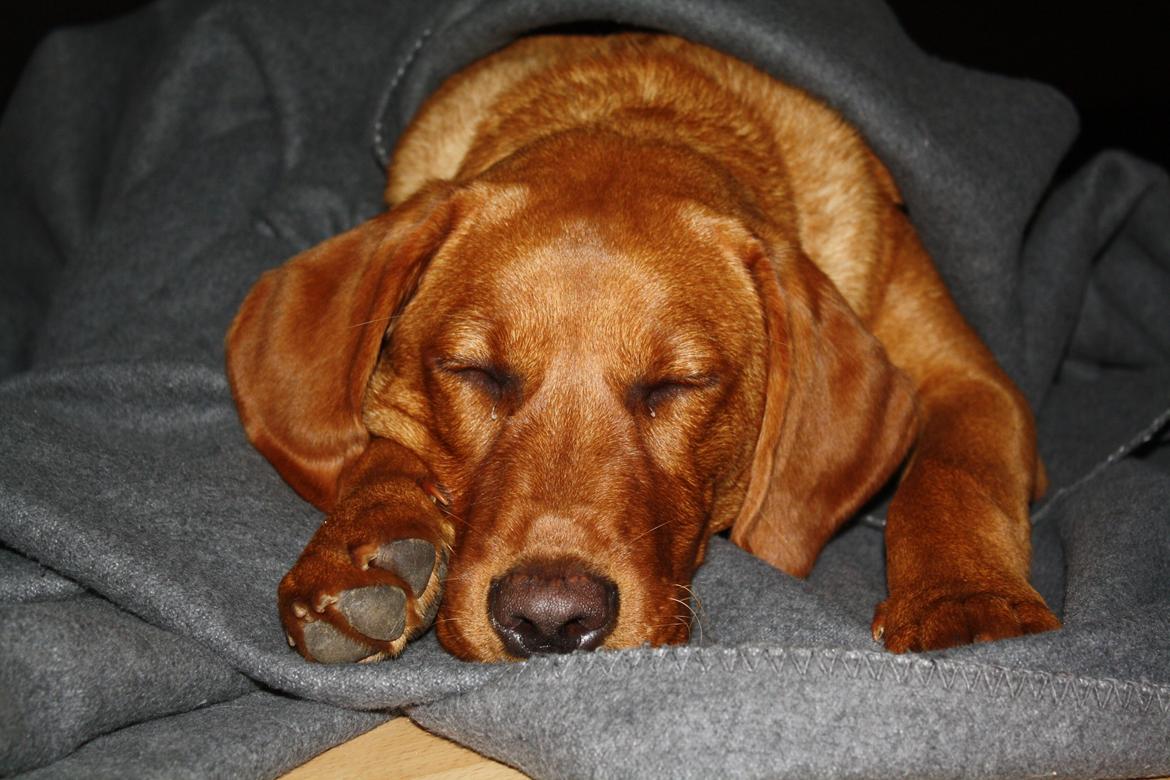 Labrador retriever Bølle - Smukke dreng. billede 5