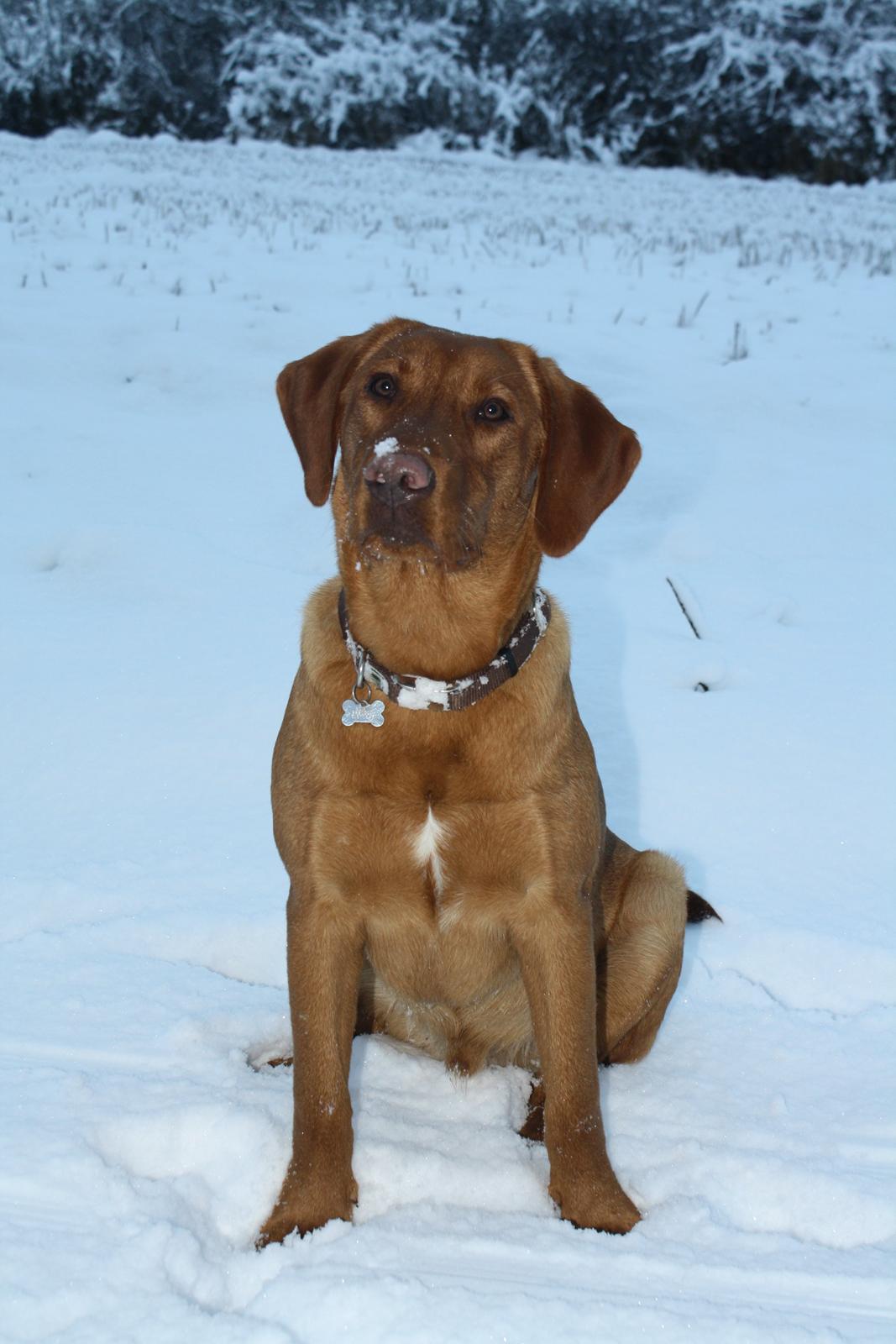 Labrador retriever Bølle - Bølles første sne - stor succes. Ca. 7½ måned gammel. billede 1