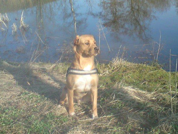 Blanding af racer Keiser billede 16