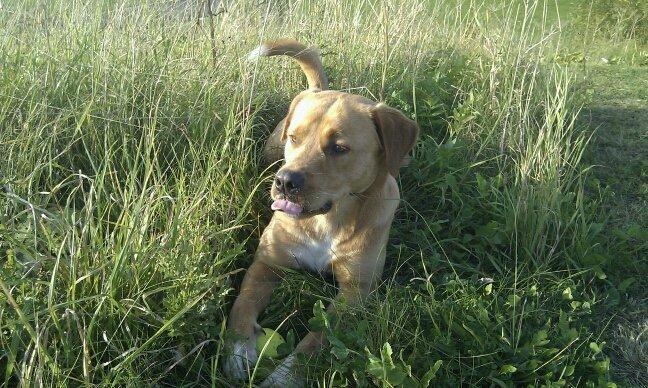 Blanding af racer Keiser billede 18