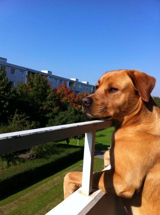 Blanding af racer Keiser billede 19